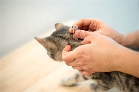 cat is licking flea medicine